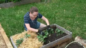 Persona che pianta patate in un orto rialzato usando guanti da giardinaggio