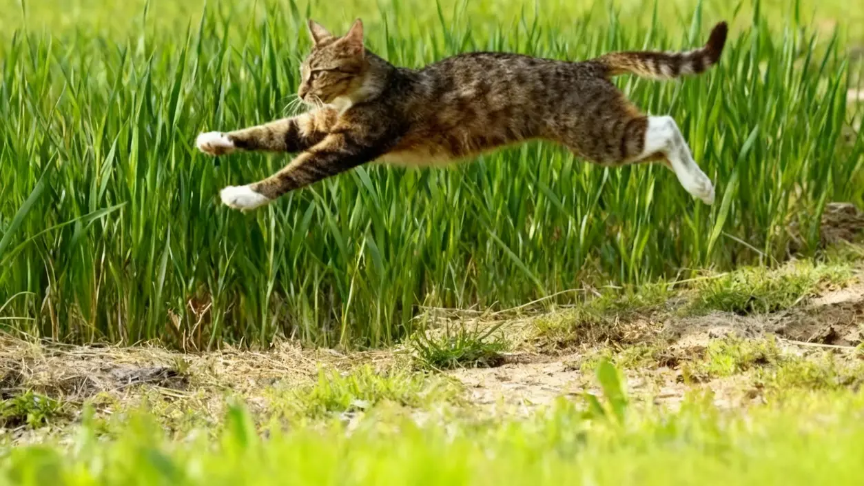 Gatto tigrato che salta in un campo verde durante una giornata di sole