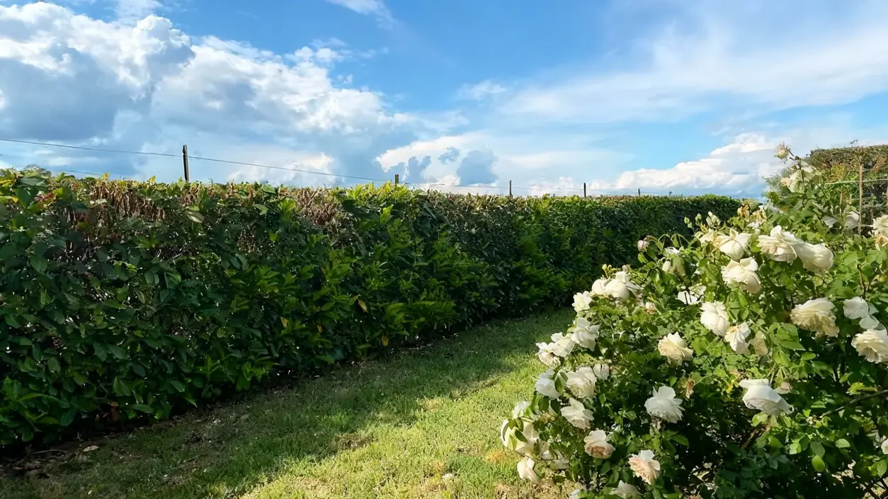 Siepe verde curata con arbusti fioriti in un giardino sotto cielo azzurro