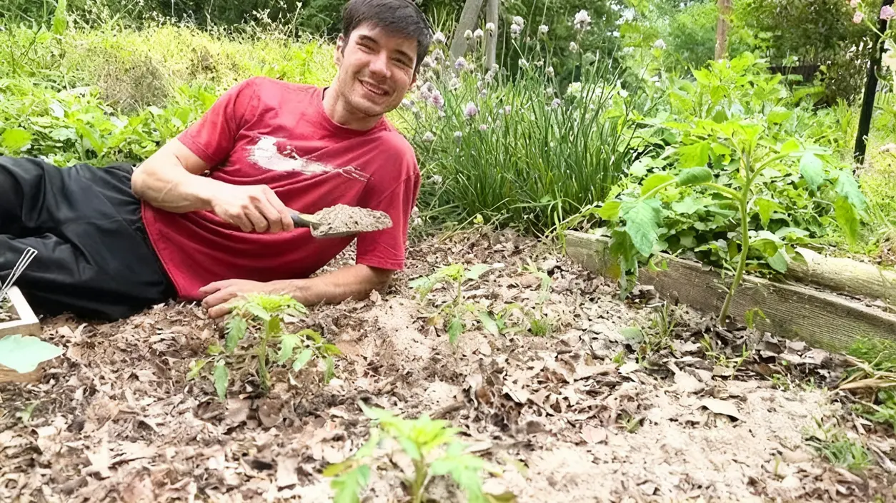Persona in giardino che sparge cenere sul terreno vicino a piantine di pomodoro