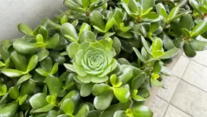 Pianta di albero di giada in vaso vicino a un muro interno