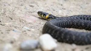 Un serpente nero con macchie gialle su terreno sabbioso