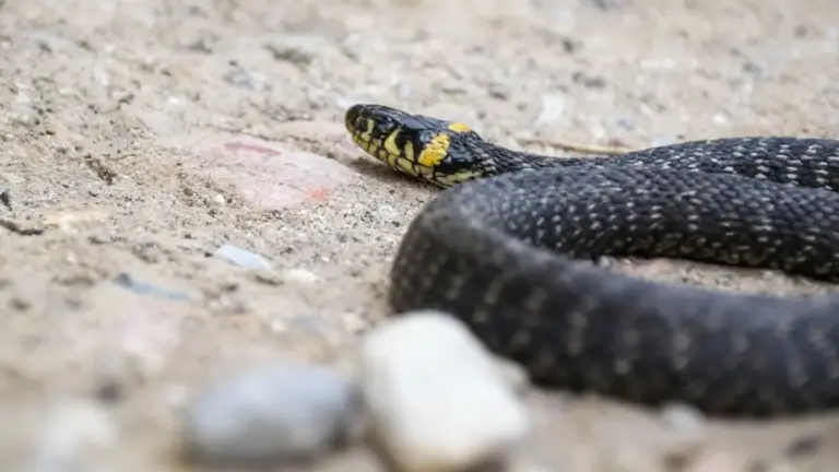 Un serpente nero con macchie gialle su terreno sabbioso